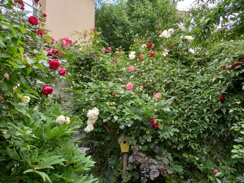  - Grădina 2021 continuare 2