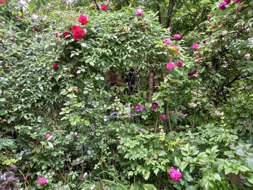  - Grădina 2021 continuare 2