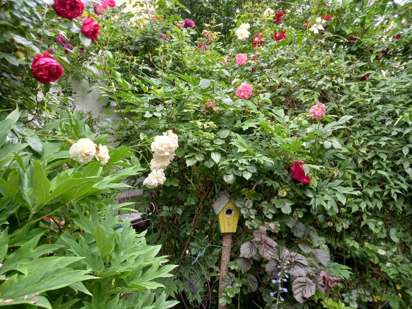  - Grădina 2021 continuare 2