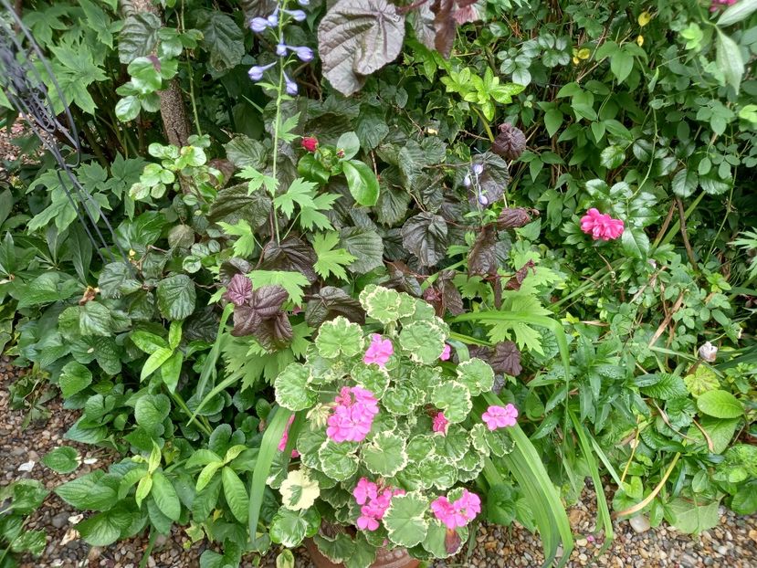  - Grădina 2021 continuare 2