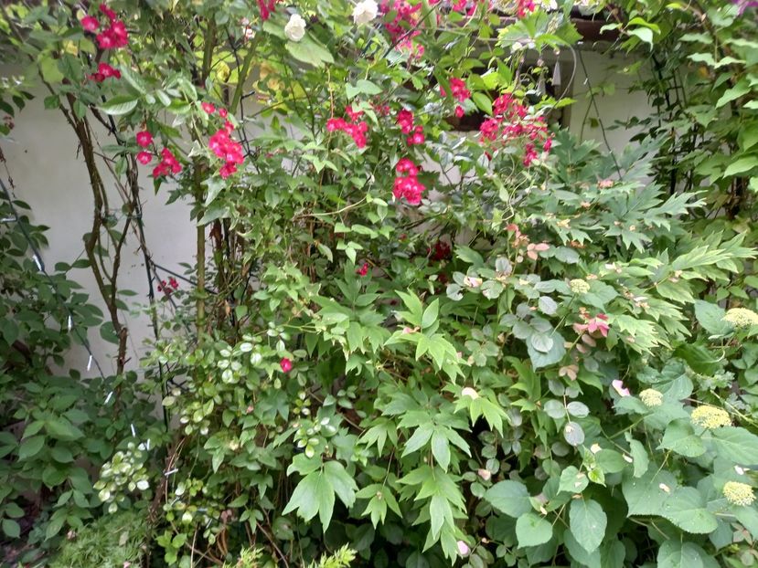  - Grădina 2021 continuare 2