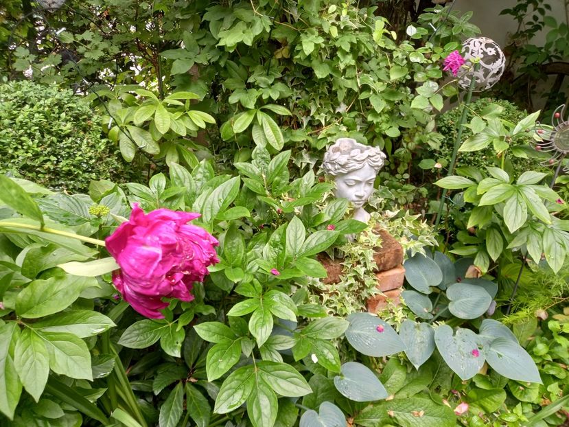  - Grădina 2021 continuare 2