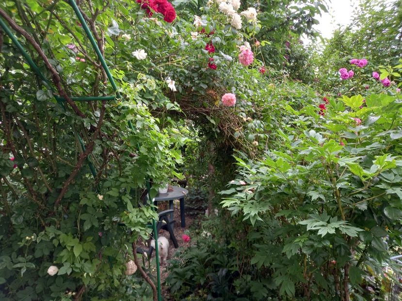  - Grădina 2021 continuare 2