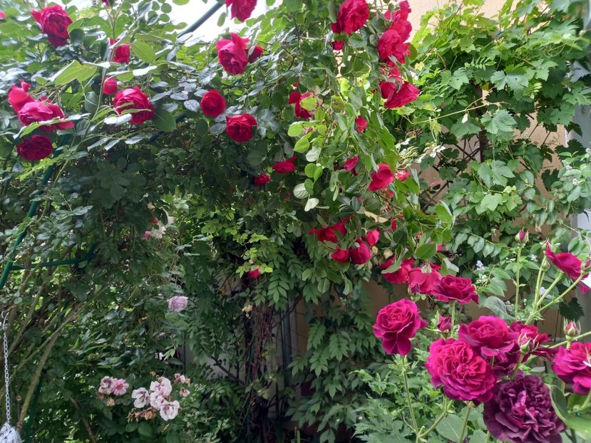  - Grădina 2021 continuare 2