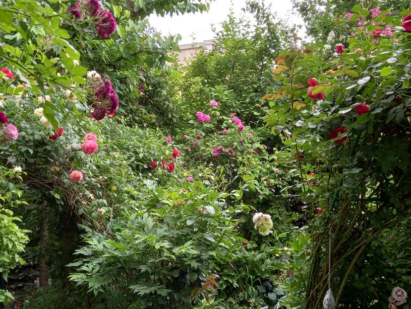  - Grădina 2021 continuare 2