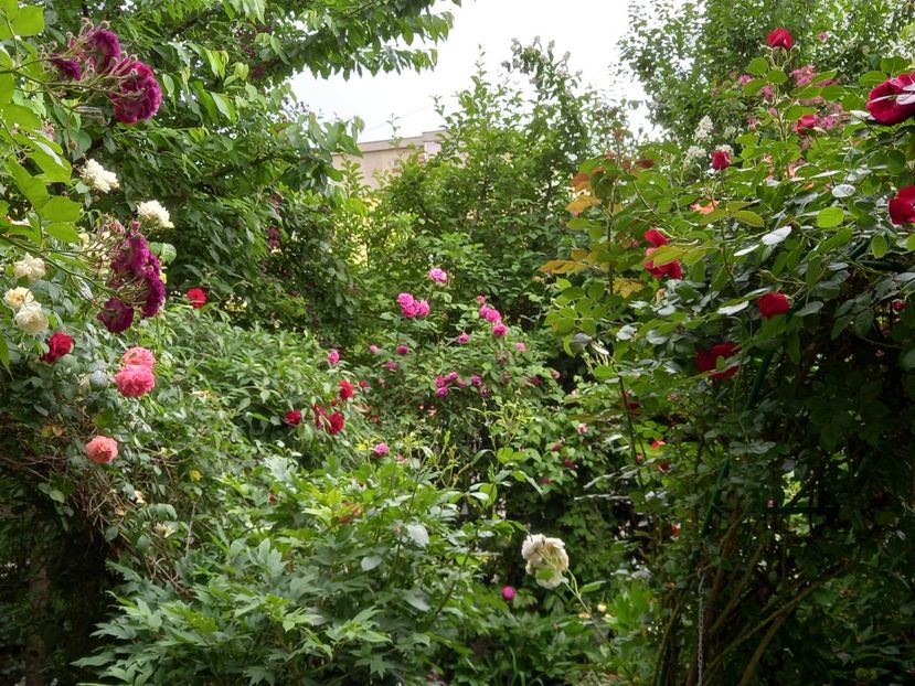  - Grădina 2021 continuare 2