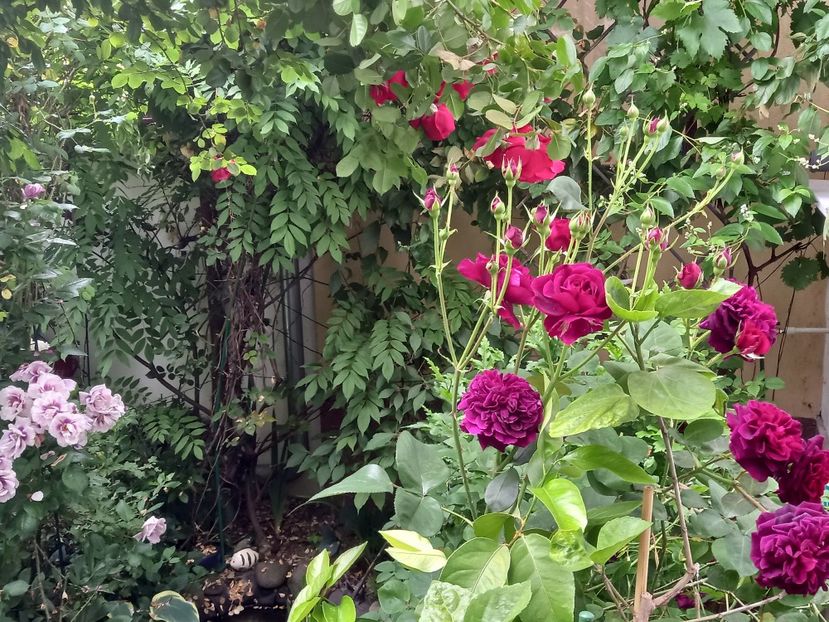  - Grădina 2021 continuare 2