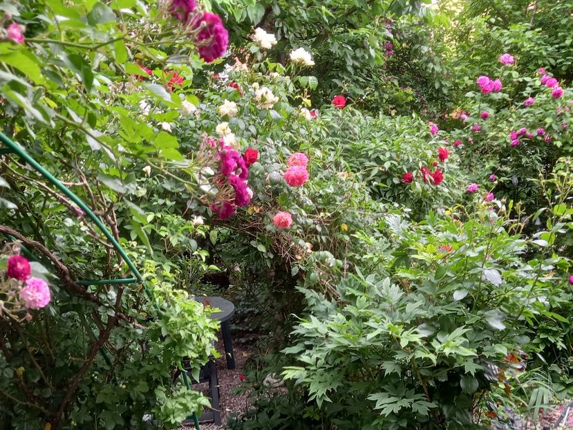  - Grădina 2021 continuare 2