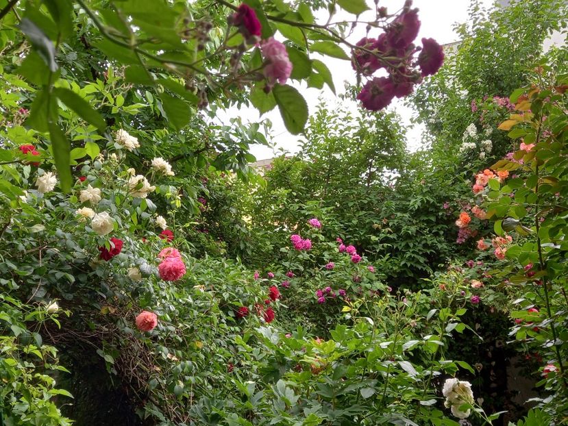  - Grădina 2021 continuare 2