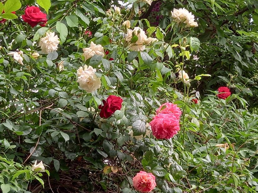  - Grădina 2021 continuare 2