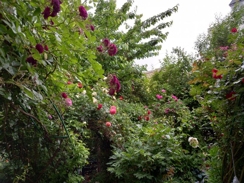  - Grădina 2021 continuare 2