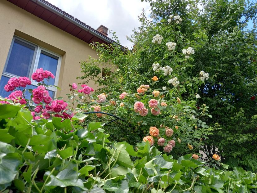  - Grădina 2021 continuare 2