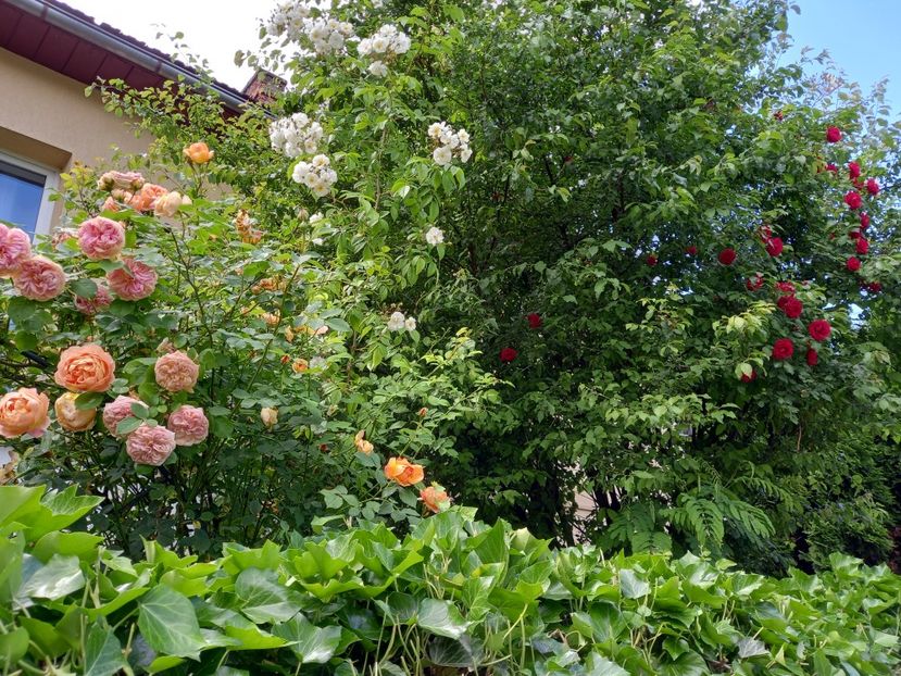  - Grădina 2021 continuare 2