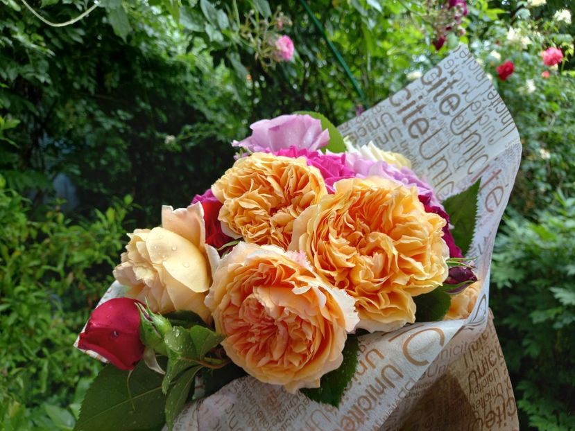  - Grădina 2021 continuare 2