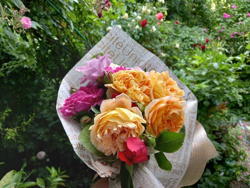  - Grădina 2021 continuare 2