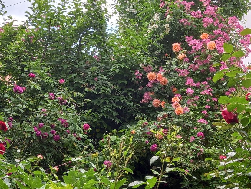  - Grădina 2021 continuare 2