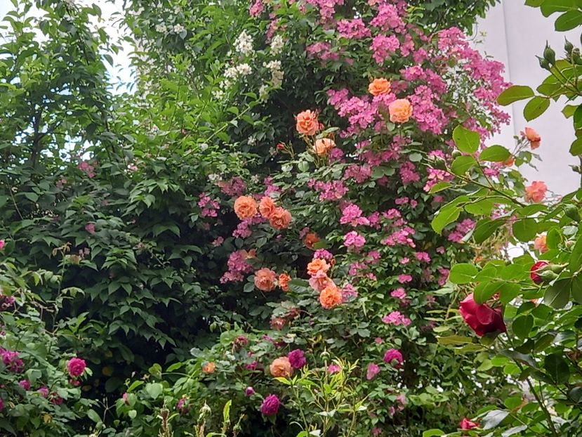  - Grădina 2021 continuare 2