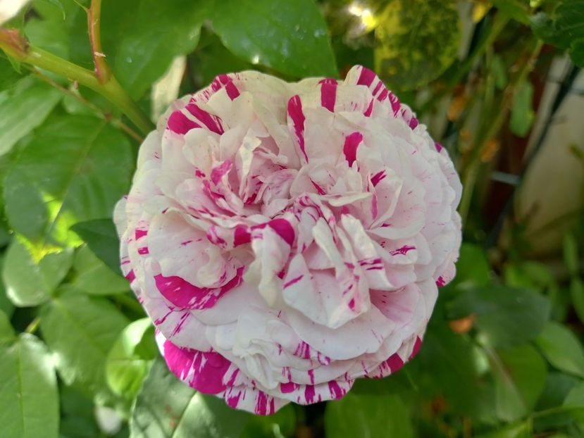  - Grădina 2021 continuare 2