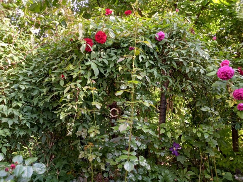  - Grădina 2021 continuare 2