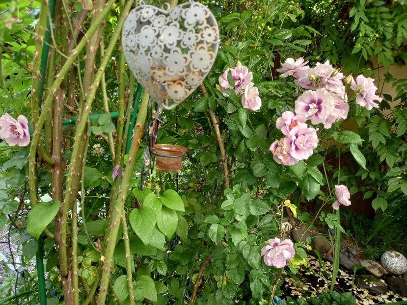  - Grădina 2021 continuare 2