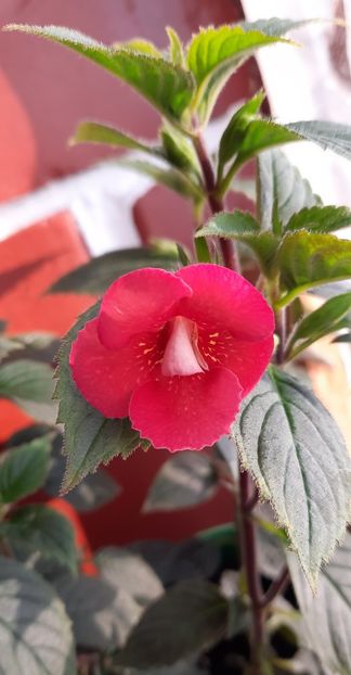  - 12 Achimenes 2021