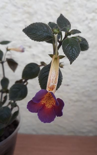 Spintecata! - R21 - BRID s EVA