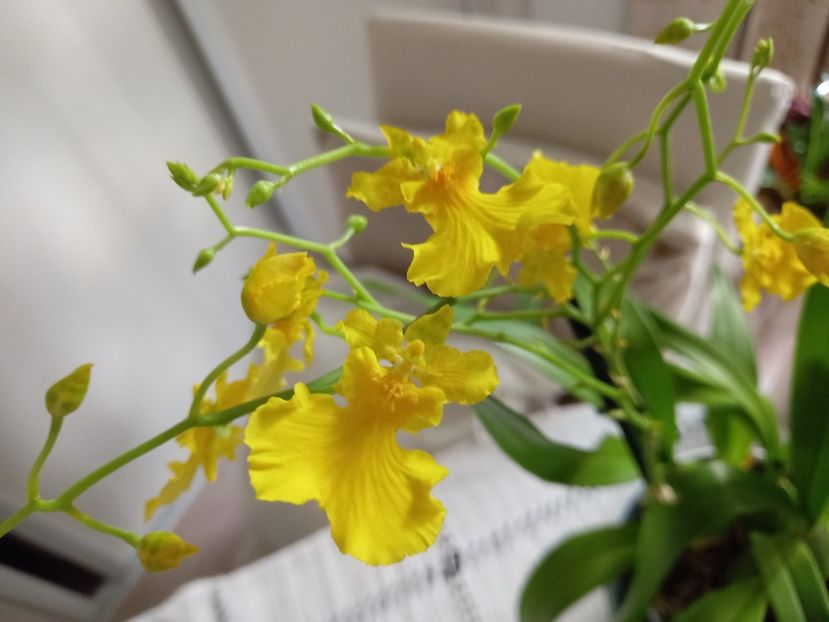 Oncidium Gower Ramsey Pure Yellow - Plante verzi de apartament