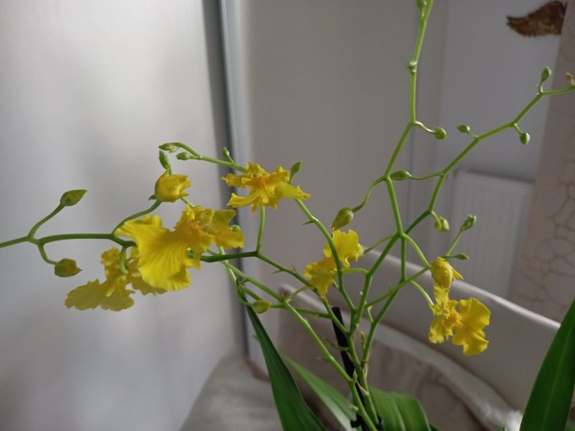 Oncidium Pure Yellow - Plante verzi de apartament