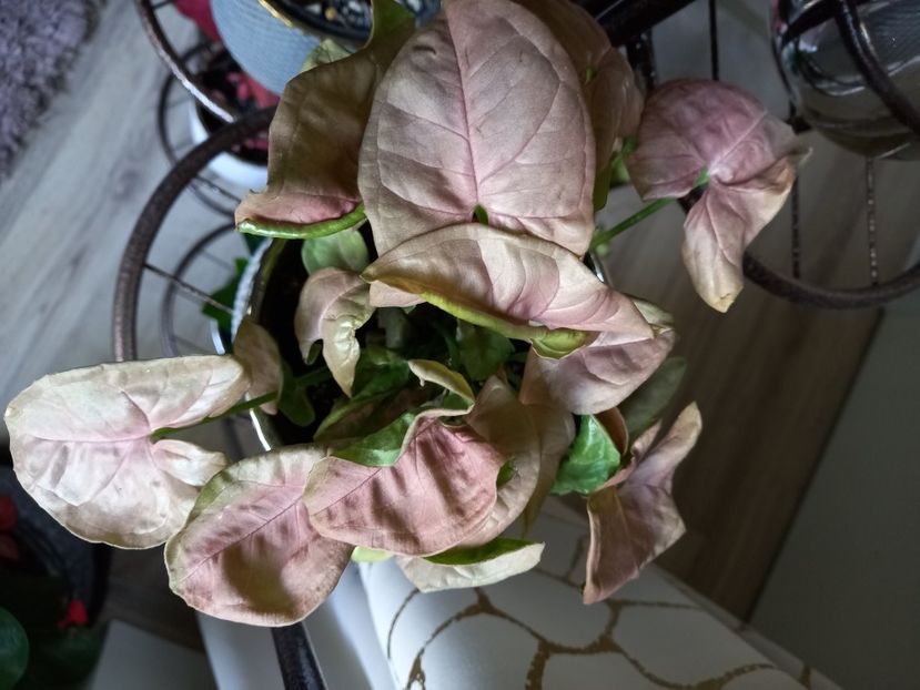 Syngonium Neon Robusta - Plante verzi de apartament