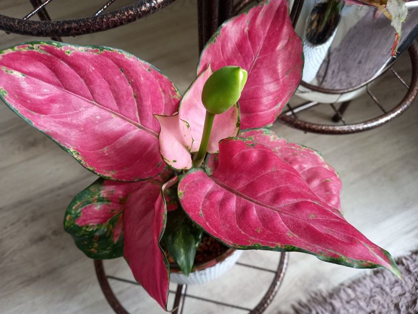 Aglaonema Schott - Plante verzi de apartament