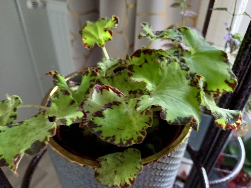  - Plante verzi de apartament