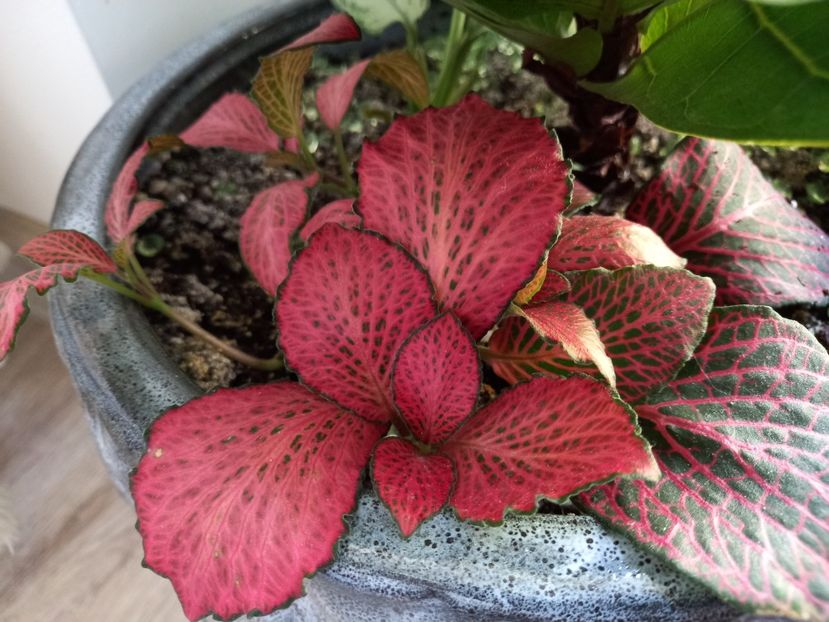 Fittonia - Plante verzi de apartament