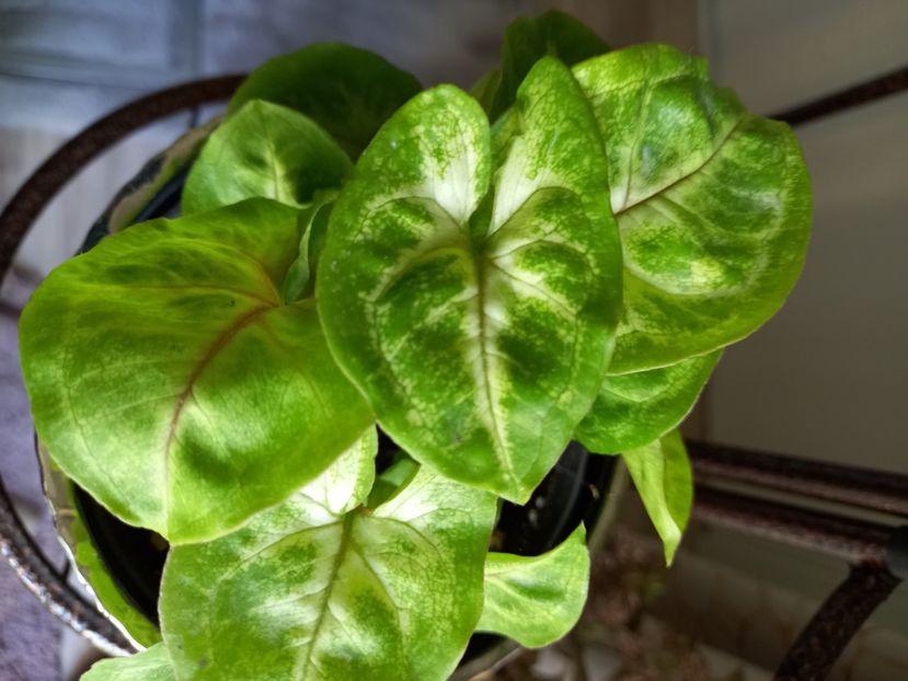 Syngonium Mango Allusion - Plante verzi de apartament