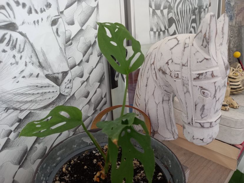 Monstera Adansonii - Plante verzi de apartament