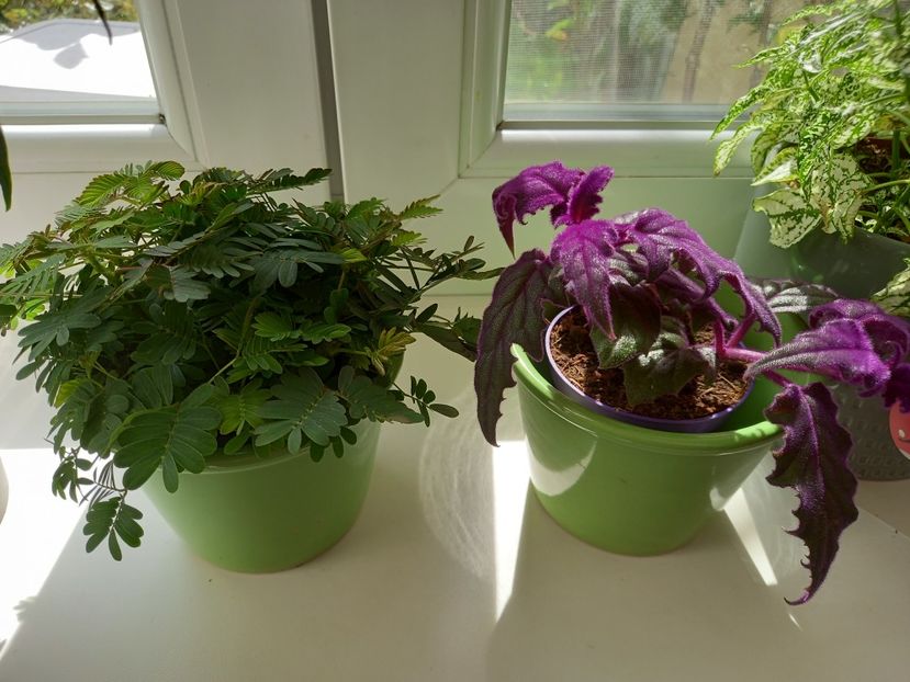 Mimoza și Gynura - Plante verzi de apartament