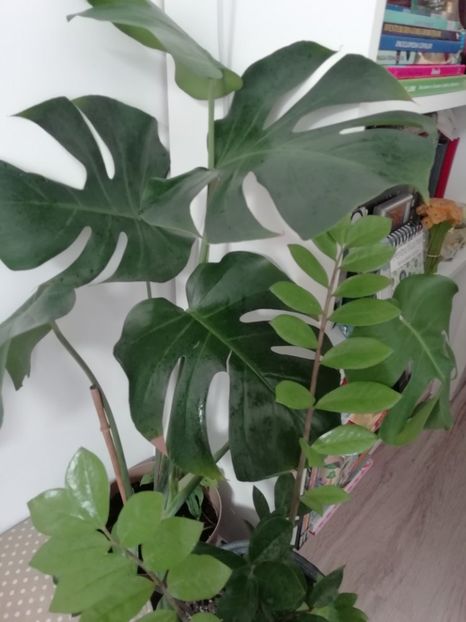  - Plante verzi de apartament