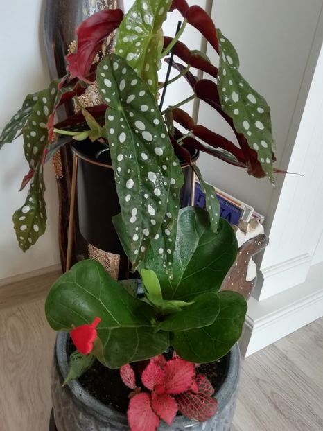 Begonia Maculata - Plante verzi de apartament