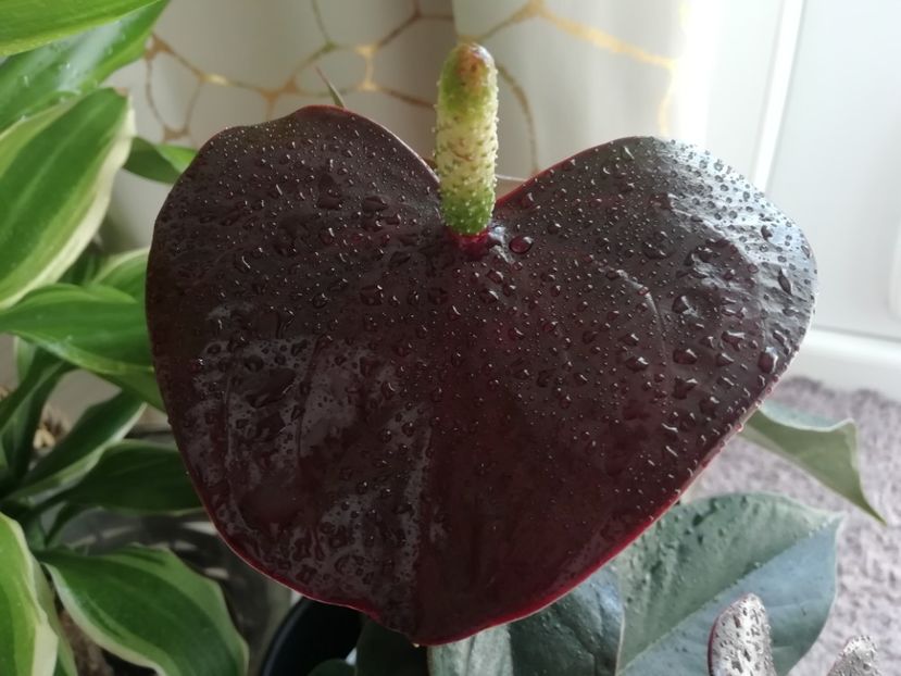 Anthurium - Plante verzi de apartament