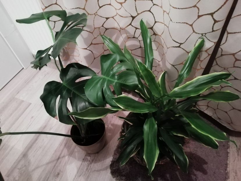 Monstera și Dracaena - Plante verzi de apartament