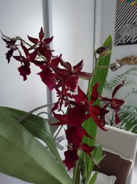 Cambria Colmanara Massai Red - Plante verzi de apartament