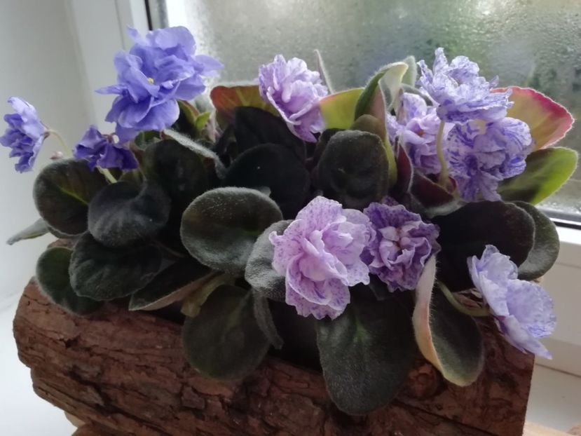  - Plante verzi de apartament