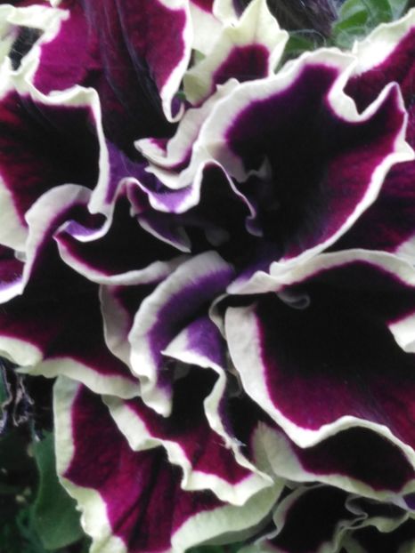  - dragostea  de natura