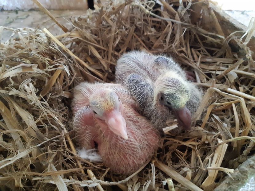  - 06 PUI TEXANI 2021