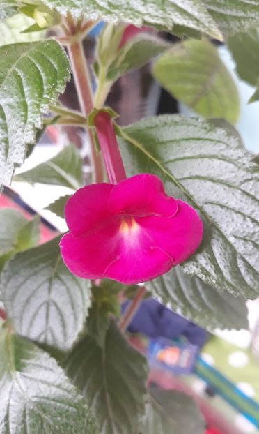 2021 - R21 - BriD s Hedi