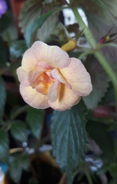 2021 - 0001 2022 - RF s Tropicana