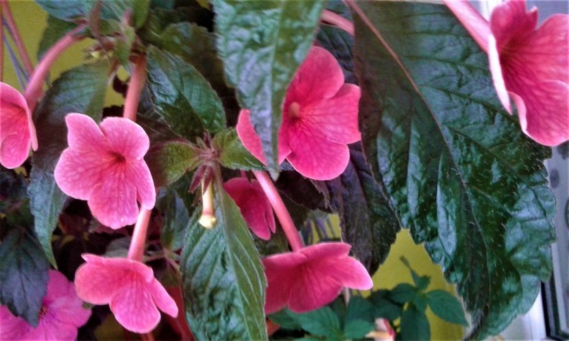  - 0000 ACHIMENES