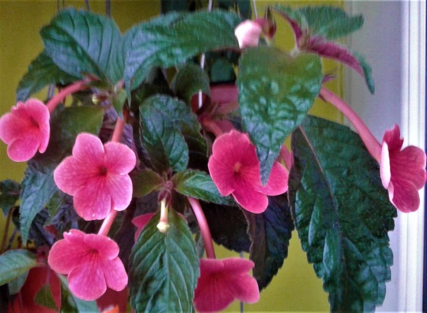  - 0000 ACHIMENES