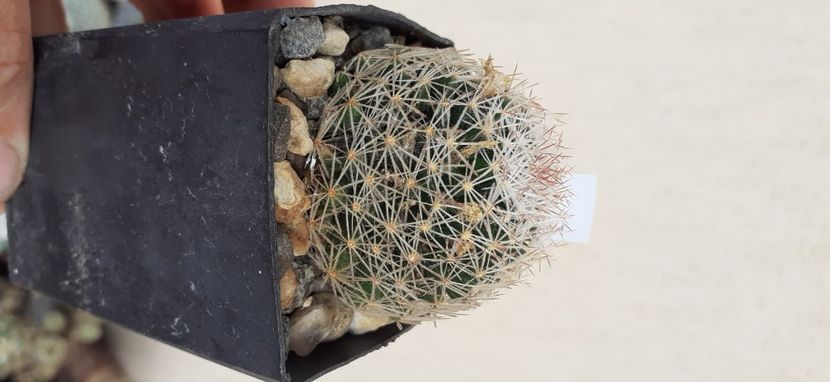 Mammillaria picta 20 lei - Vanzare cactusi 2021