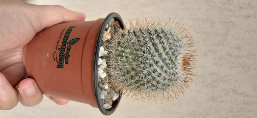 Mammillaria dixanthocentrum 20 lei - Vanzare cactusi 2021