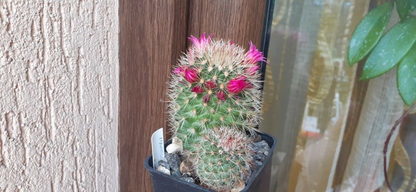 Mammillaria backebergiana 20 lei - Vanzare cactusi 2021
